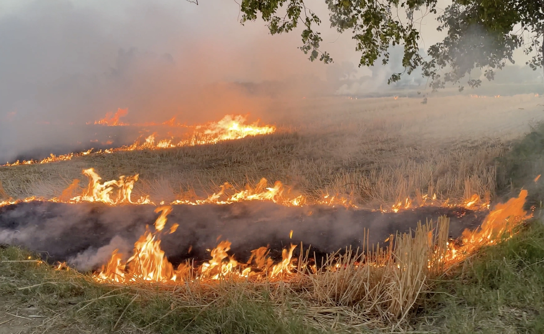 Burning rice fields creates severe air pollution, with AQI levels exceeding 700 in some northern Indian cities.