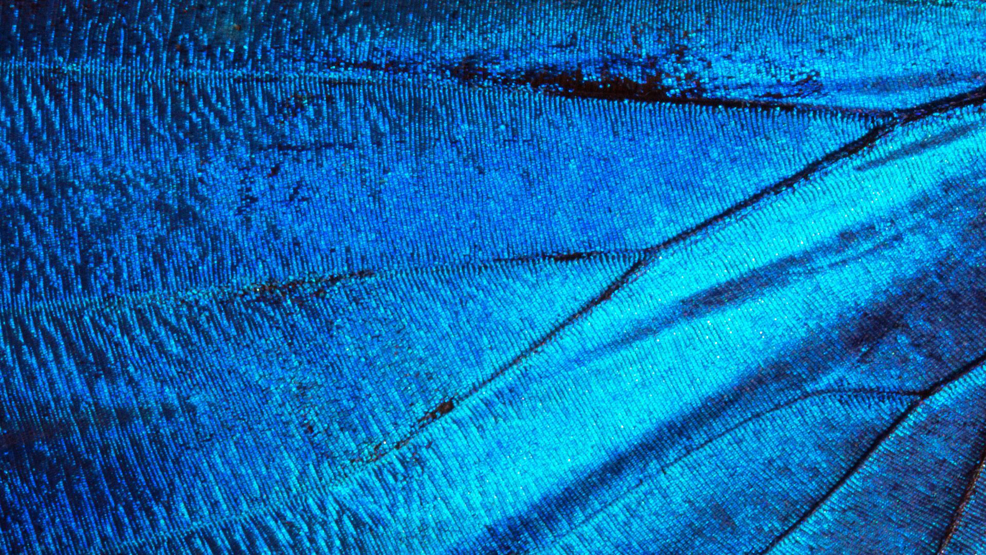 Close-up of a blue butterfly wing showing iridescent scales—vivid colour created by structure, not pigment.