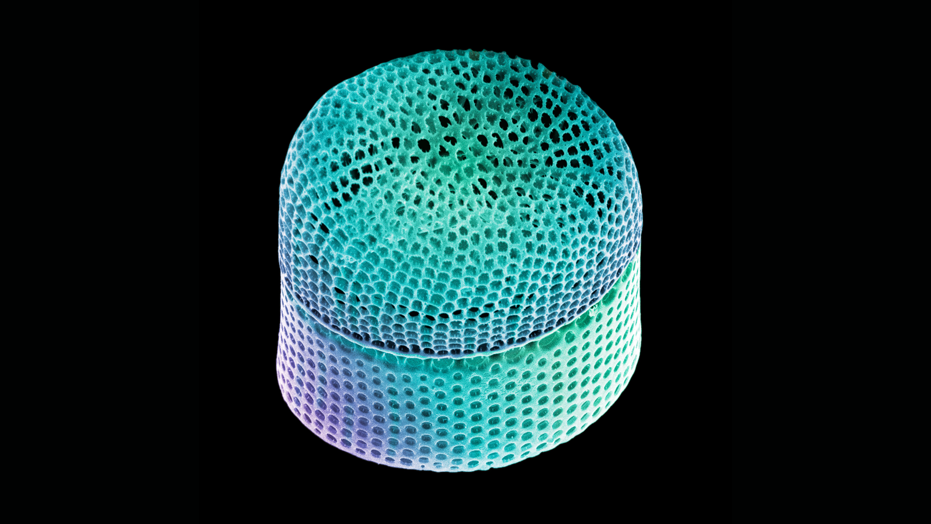 Colored close-up of a single diatom, revealing its intricate, porous silica shell structure under an electron microscope