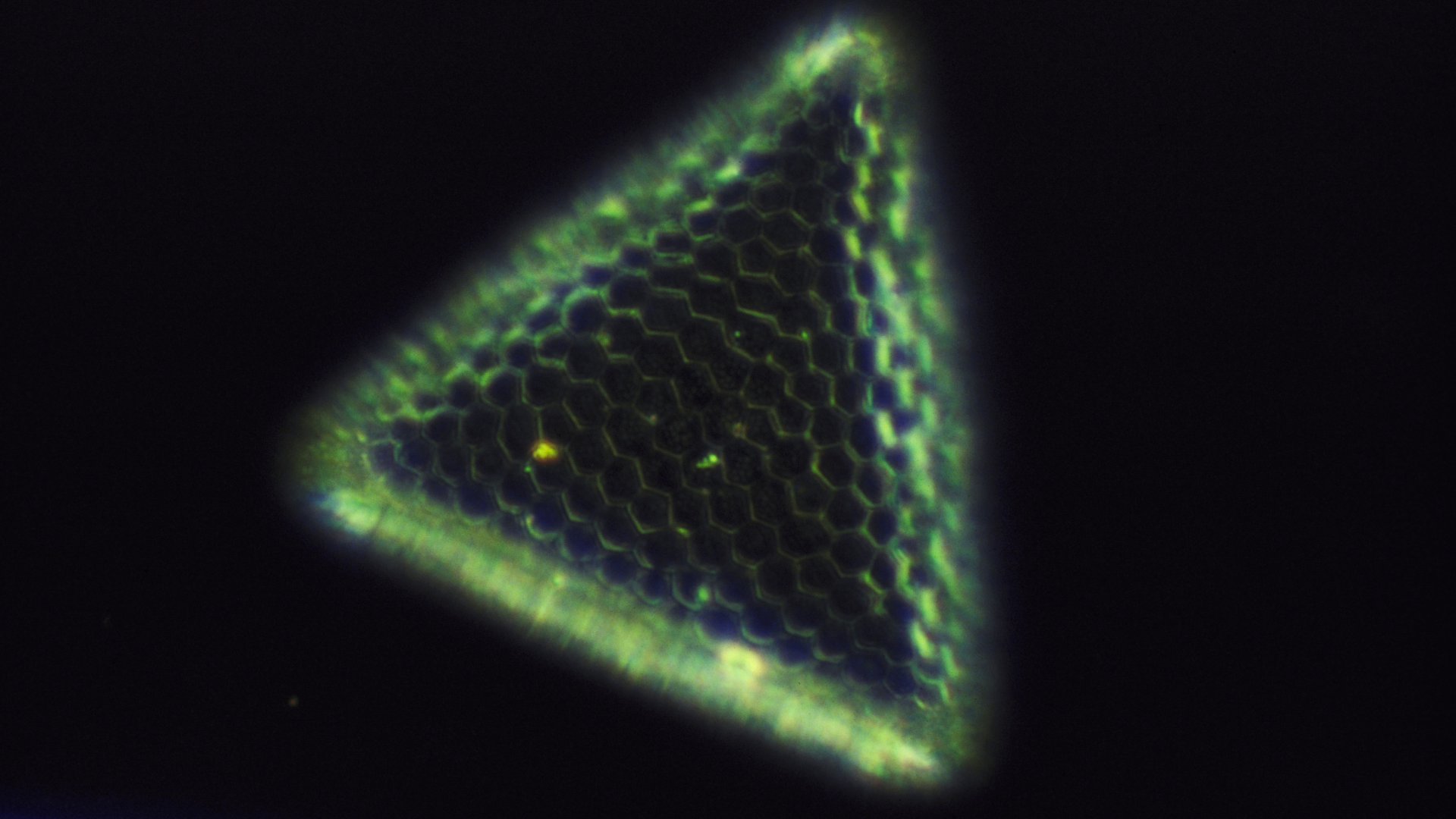 Close-up image of a triangular diatom with hexagonal surface pattern, glowing with green-blue iridescence under magnification